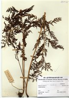 藏品(烏蕨)的圖片